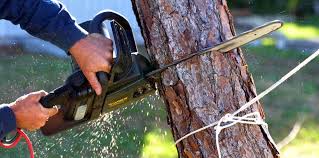 Reliable Snyder, TX Tree Services Solutions